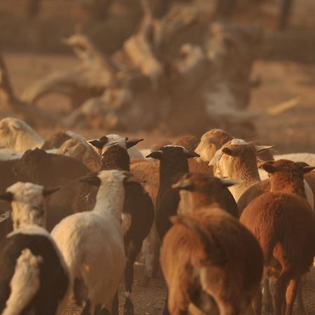 Melton Wold Guest Farm Βίλα Meltonwold Εξωτερικό φωτογραφία