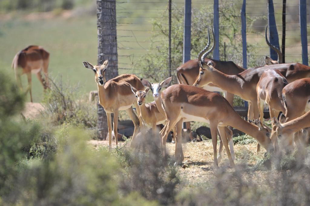 Melton Wold Guest Farm Βίλα Meltonwold Εξωτερικό φωτογραφία